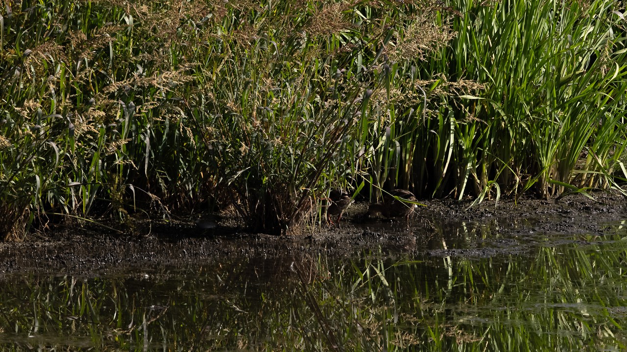 Dark marsh edge with Mallards and a hidden rail
