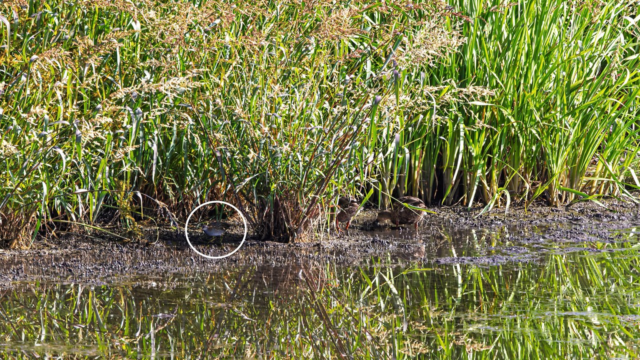 The same marsh scene with the Sora visible in the lifted shadows
