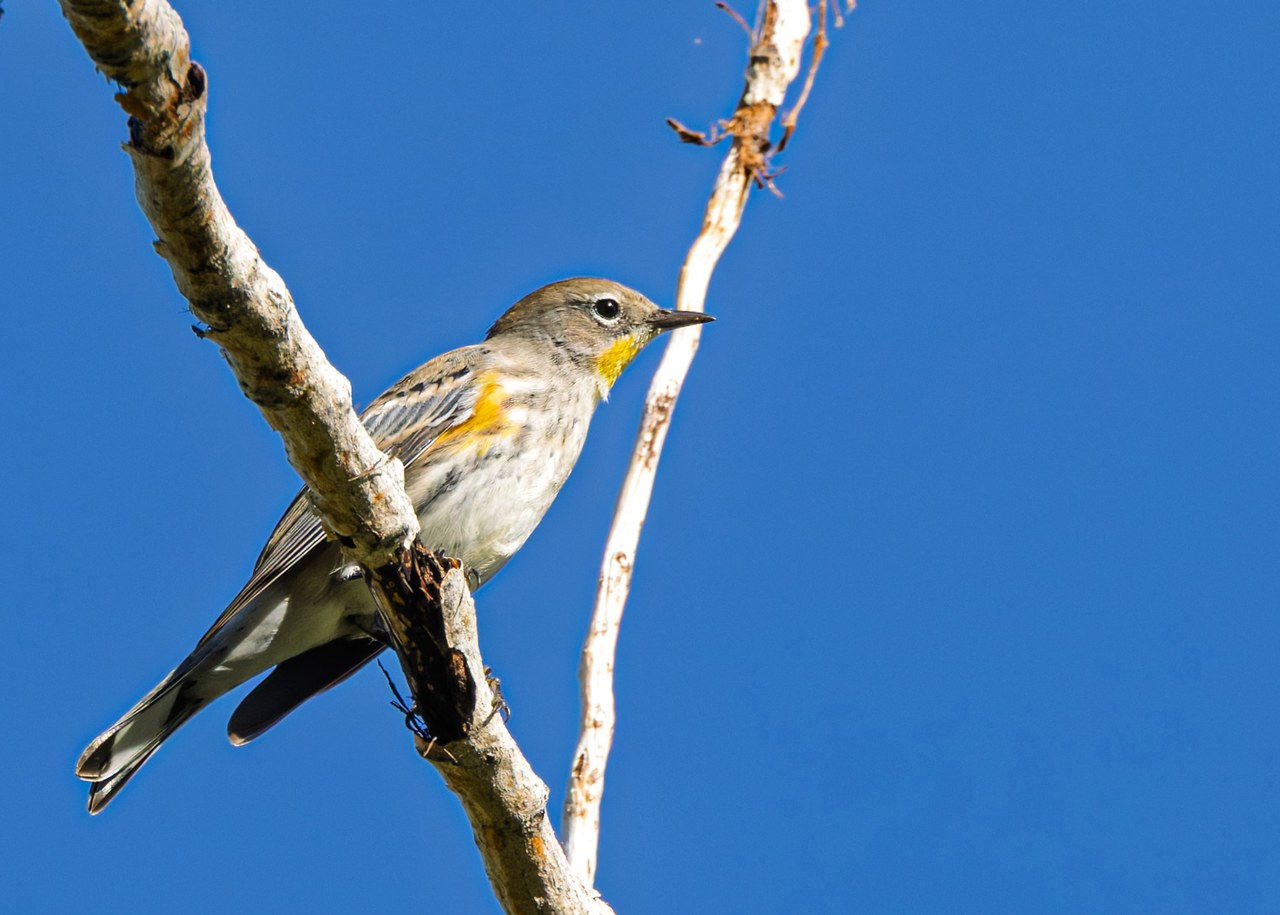Yellow-rumped Warbler perched on a branch at the Provo River Delta