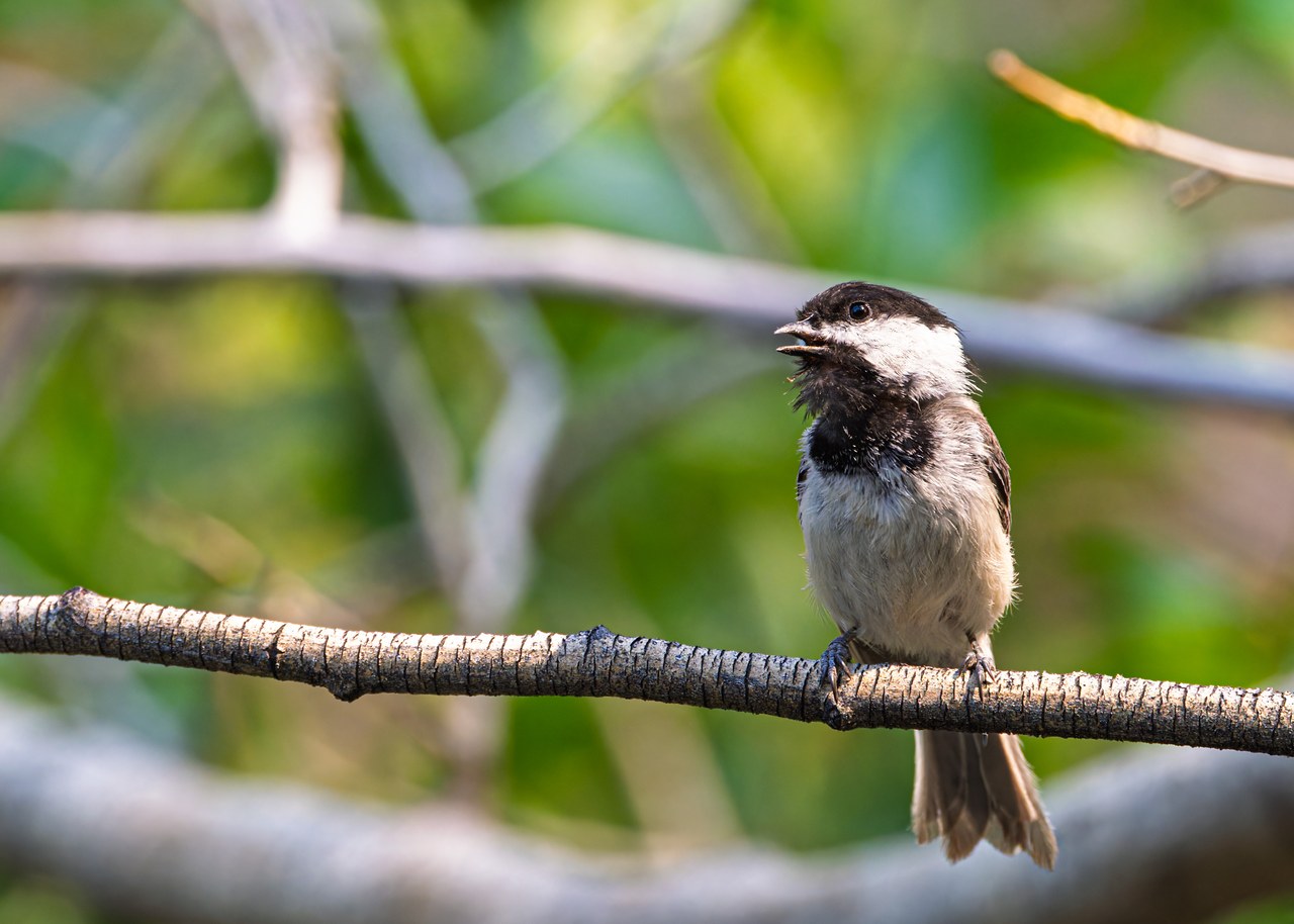 Black-capped Chickadee perched on a branch with a bright green background