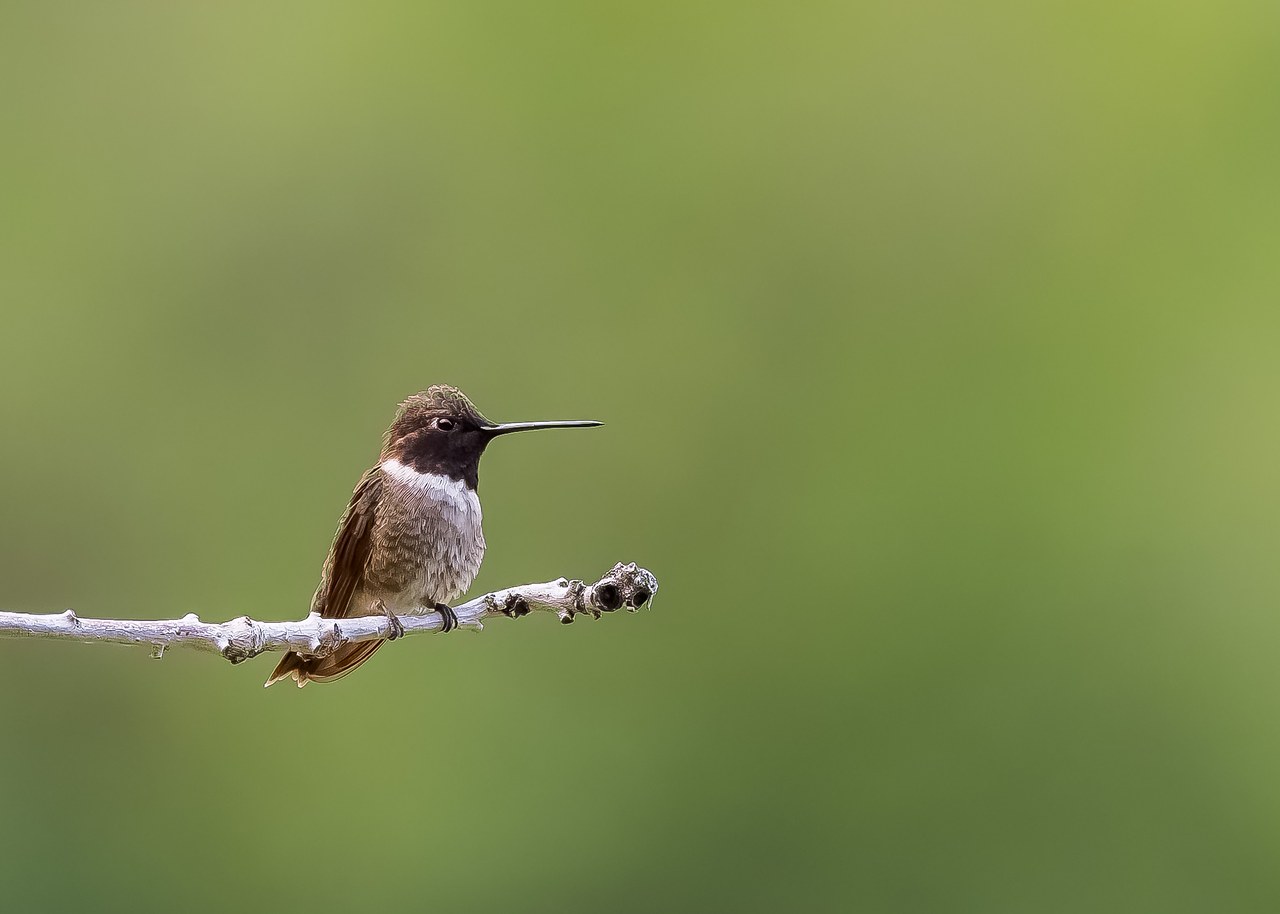Black-chinned Hummingbird perched on a narrow branch with a soft green background