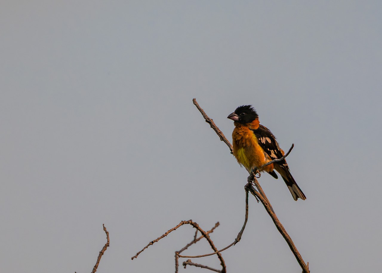 Male Black-headed Grosbeak perched on a bare branch against a soft sky at Rock Canyon