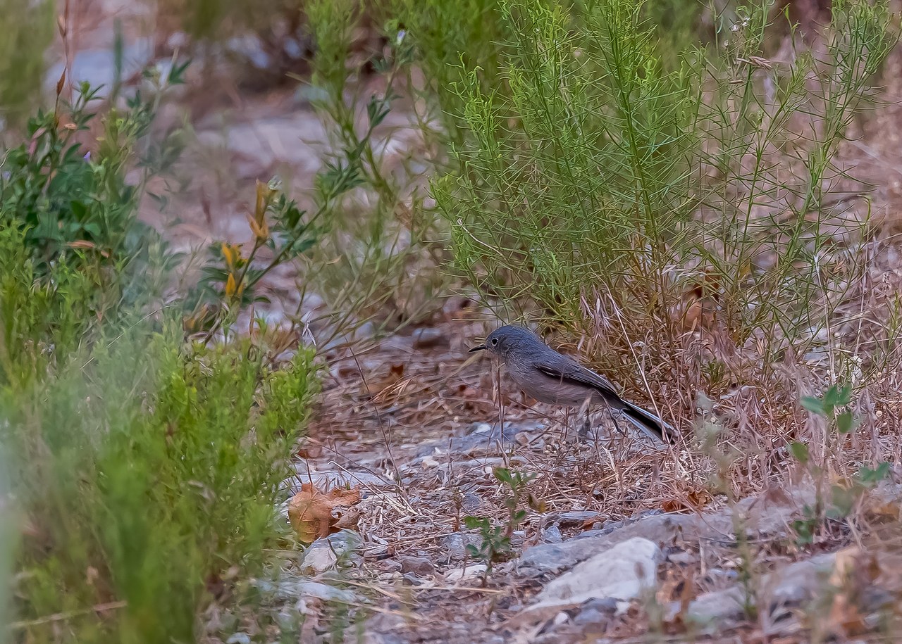 Blue-gray Gnatcatcher standing on the rocky ground among low canyon vegetation at Rock Canyon