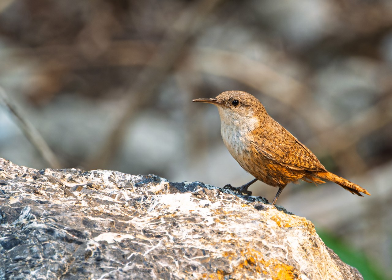 Canyon Wren standing on a sunlit rock during the Rock Canyon FeatherQuest field trip