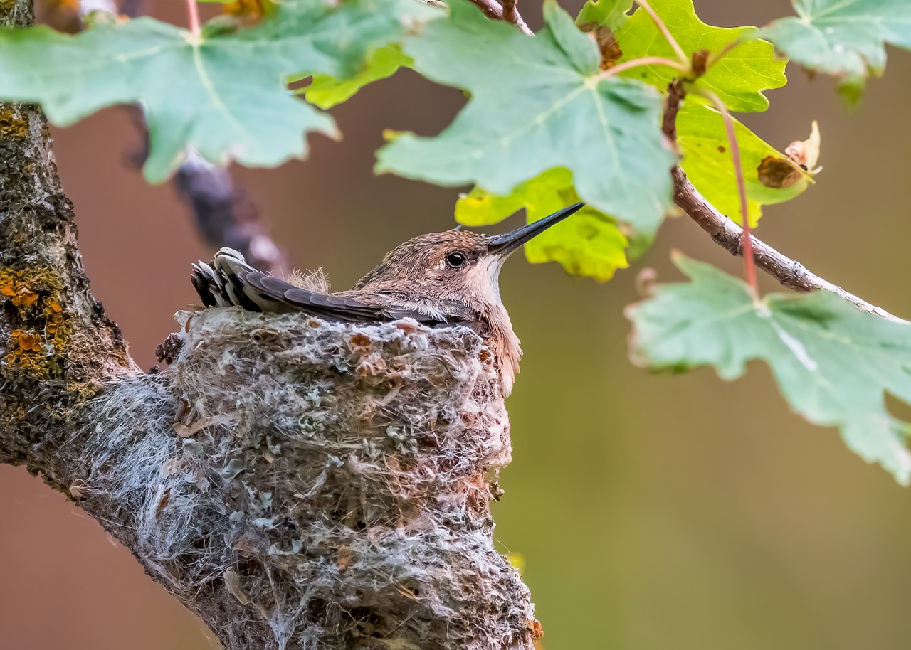 A baby hummingbird sitting inside a small nest tucked among oak leaves at Rock Canyon