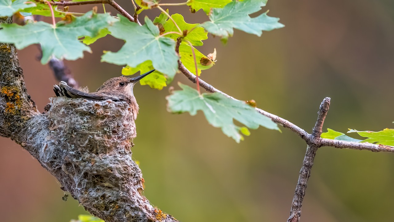 A baby hummingbird tucked inside a tiny nest in oak leaves during the Rock Canyon FeatherQuest field trip