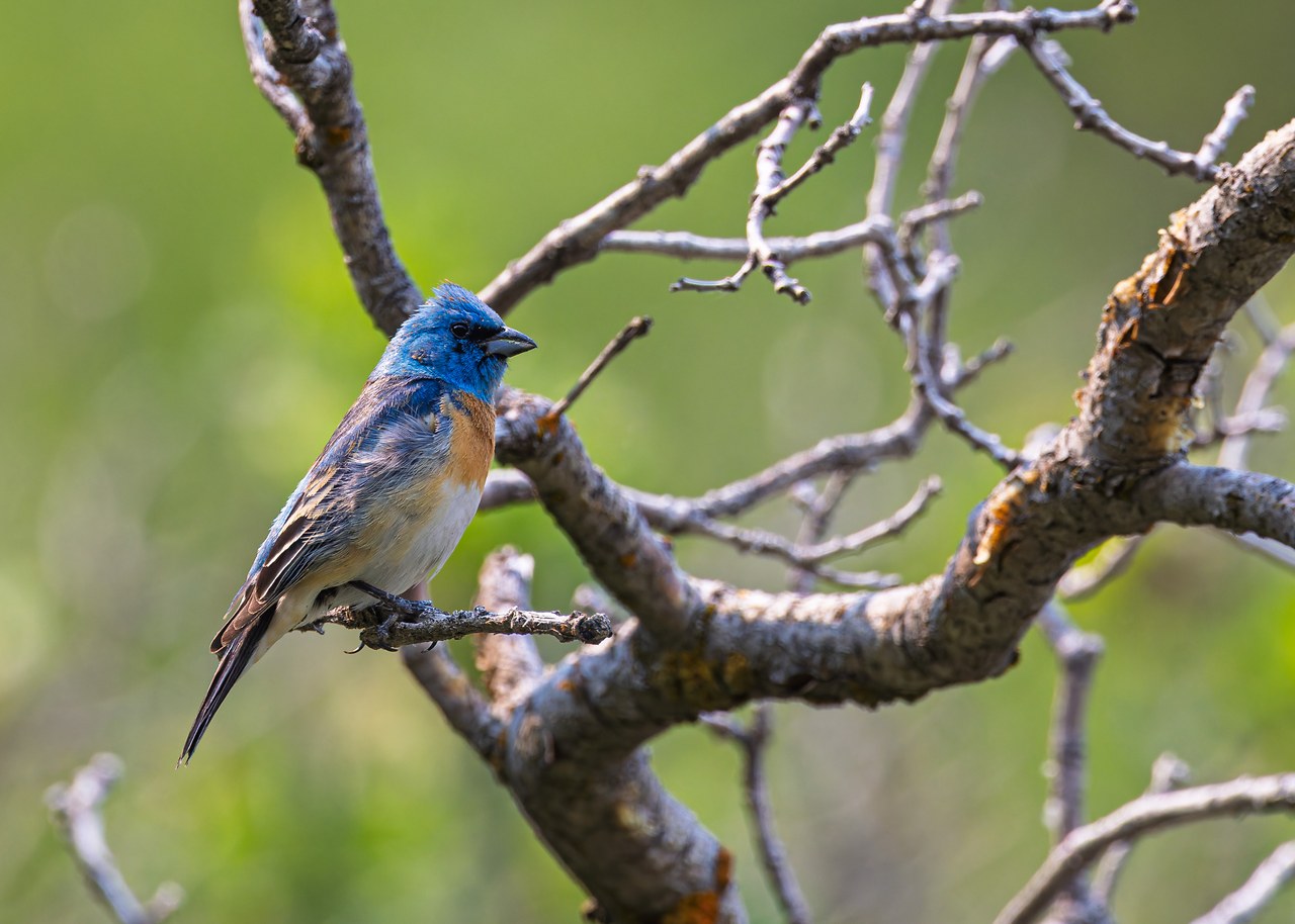 Male Lazuli Bunting perched on a bare branch with green canyon habitat behind it