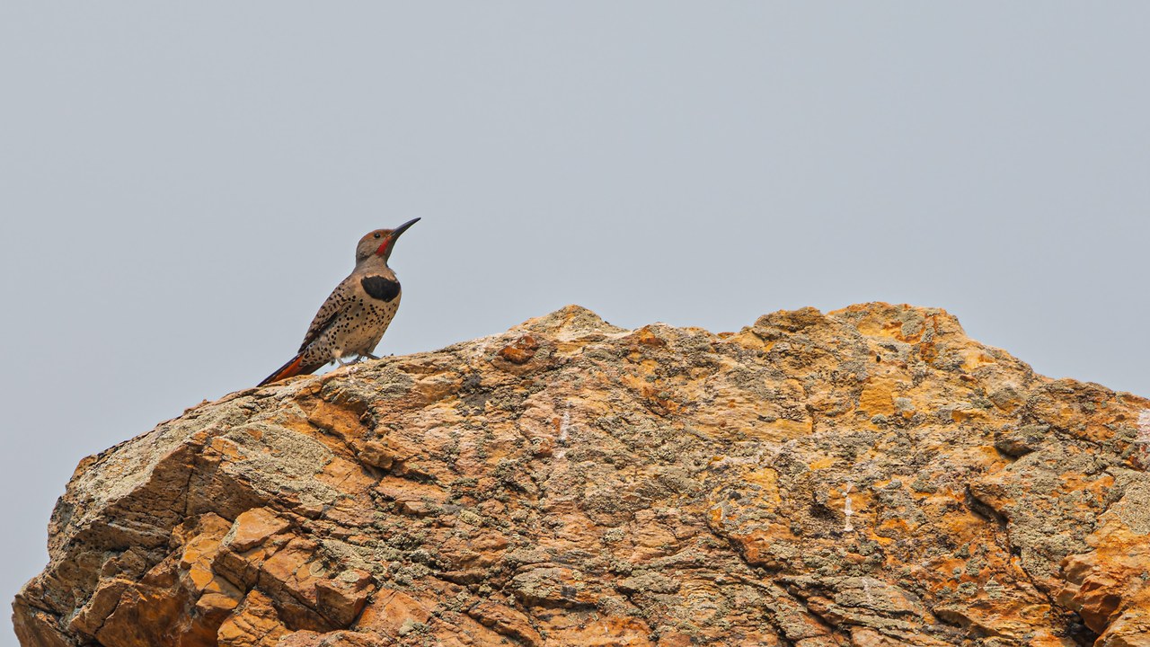 Northern Flicker calling from a rocky ledge at Rock Canyon