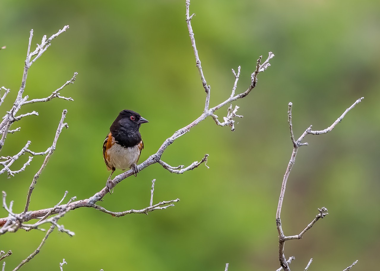 Spotted Towhee perched among oak leaves and branches at Rock Canyon