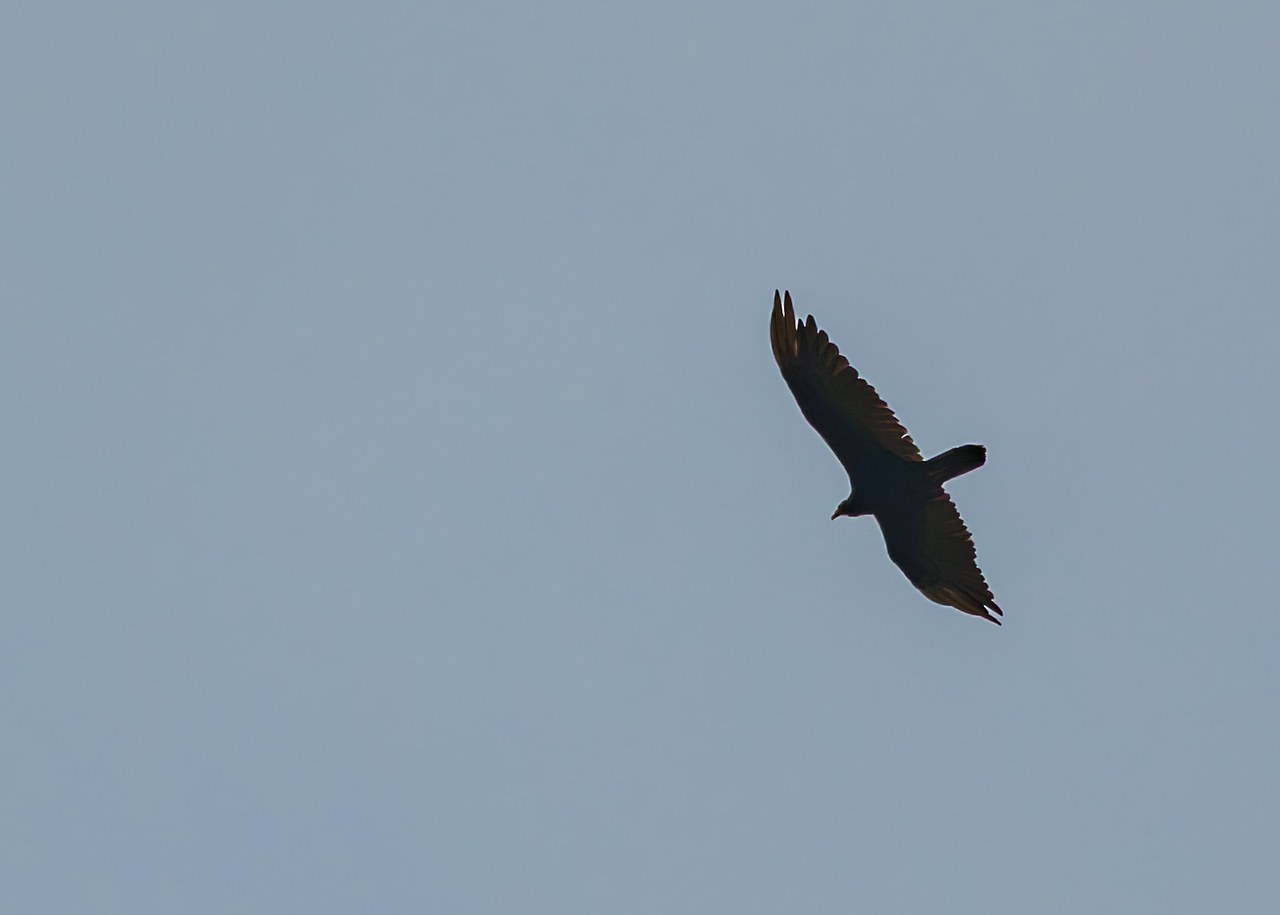Turkey Vulture soaring high above Rock Canyon in a pale sky