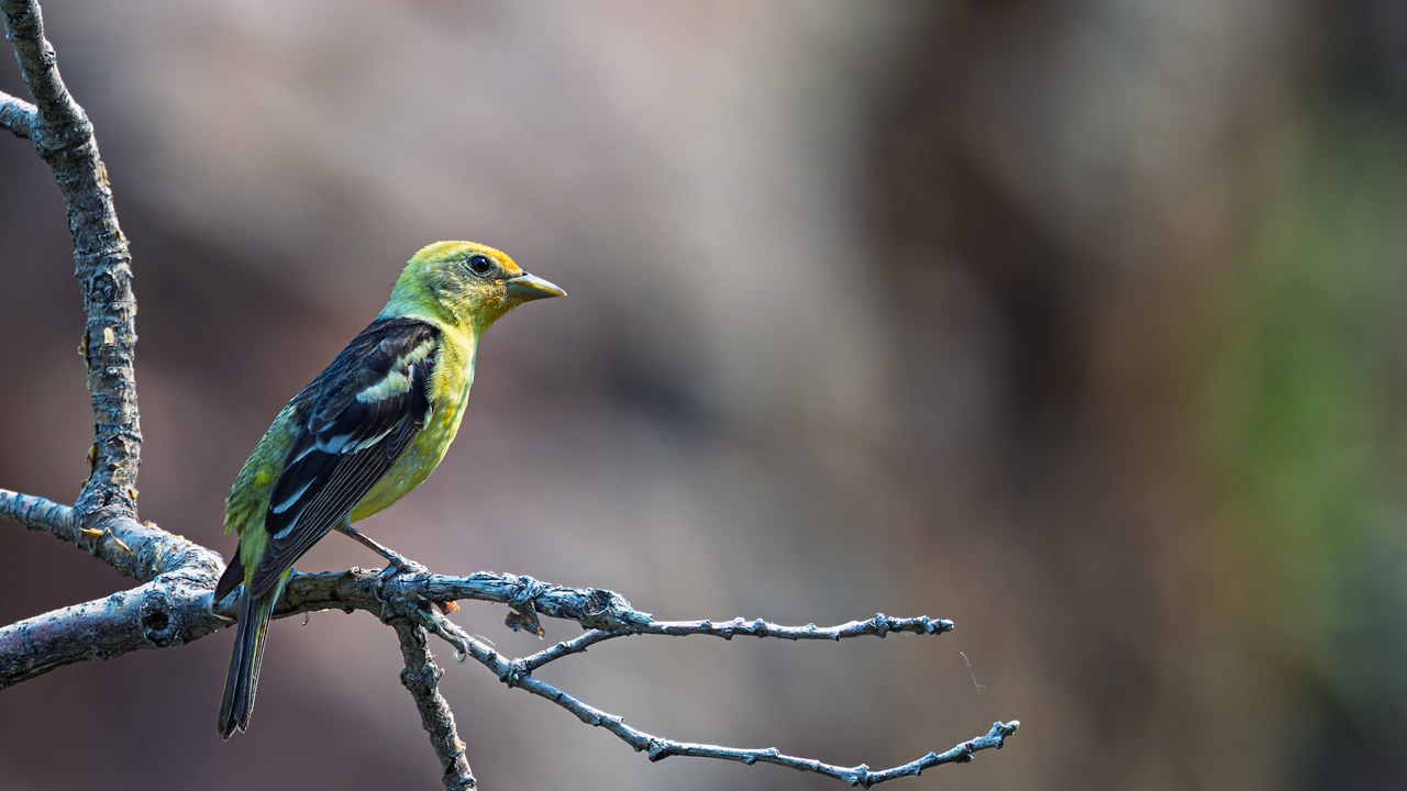 Western Tanager perched among bare branches at Rock Canyon