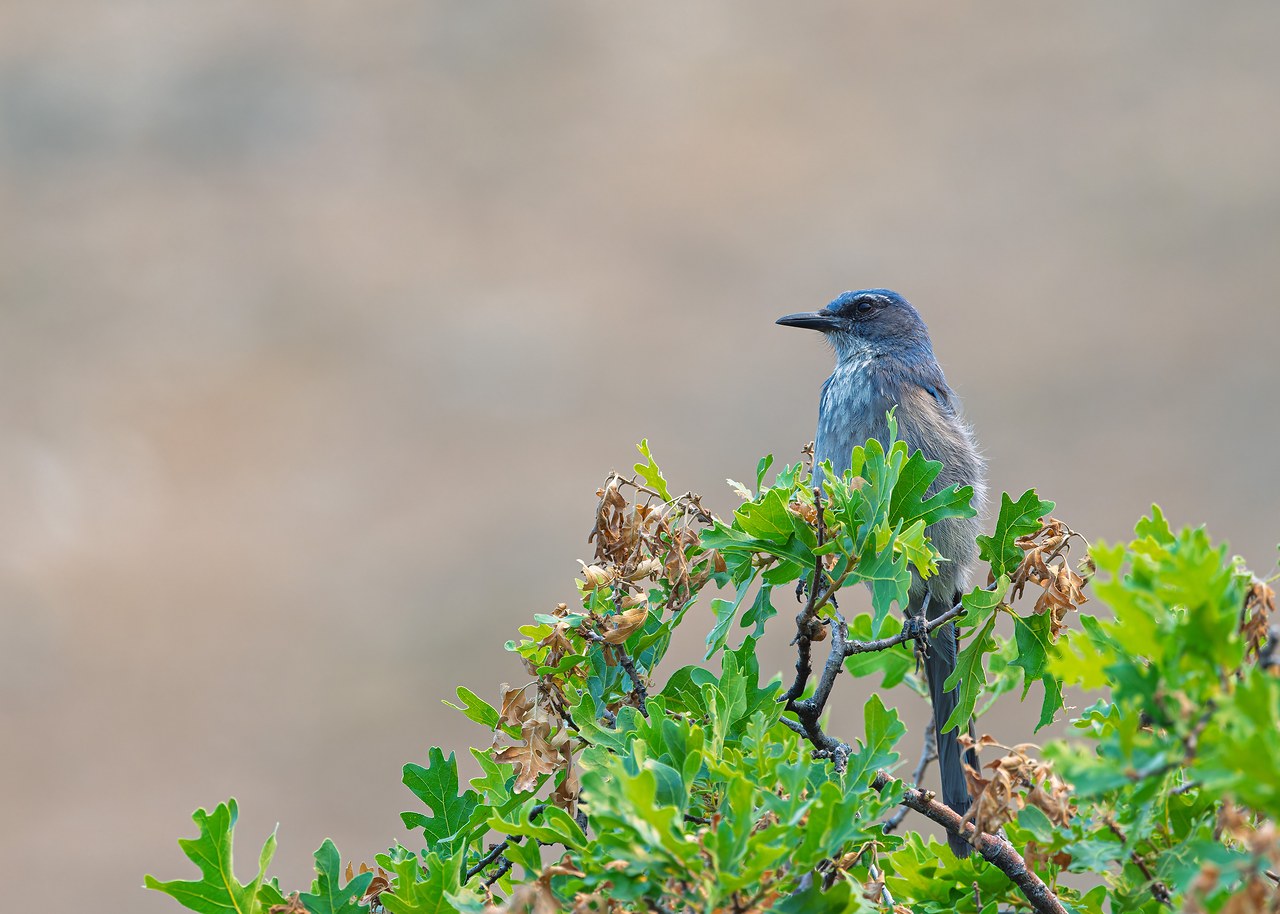 Woodhouse's Scrub-Jay perched in a scrub oak overlooking Rock Canyon.