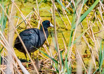 Adult American Coot keeping an eye on the kids