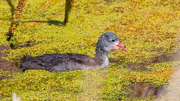 American Coot chick — all fluff, no fear
