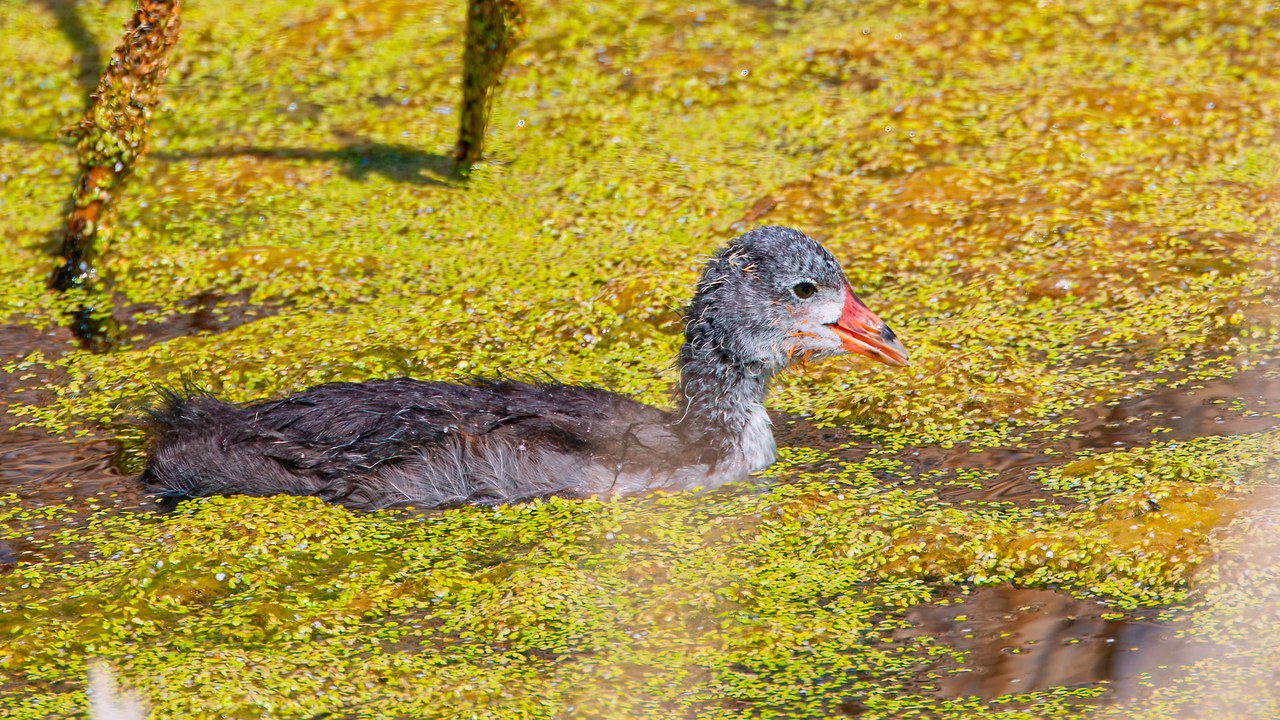 American Coot chick — all fluff, no fear
