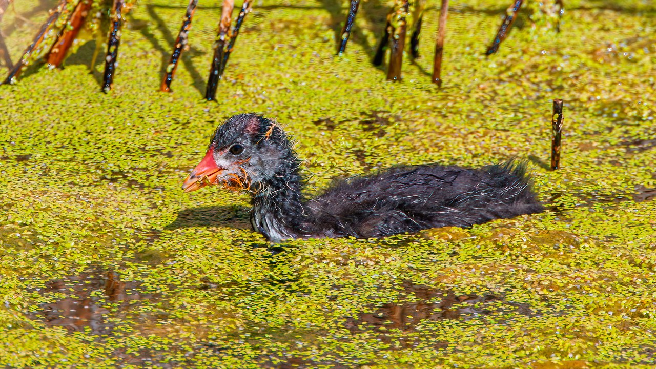 American Coot chick — tiny legs, big confidence