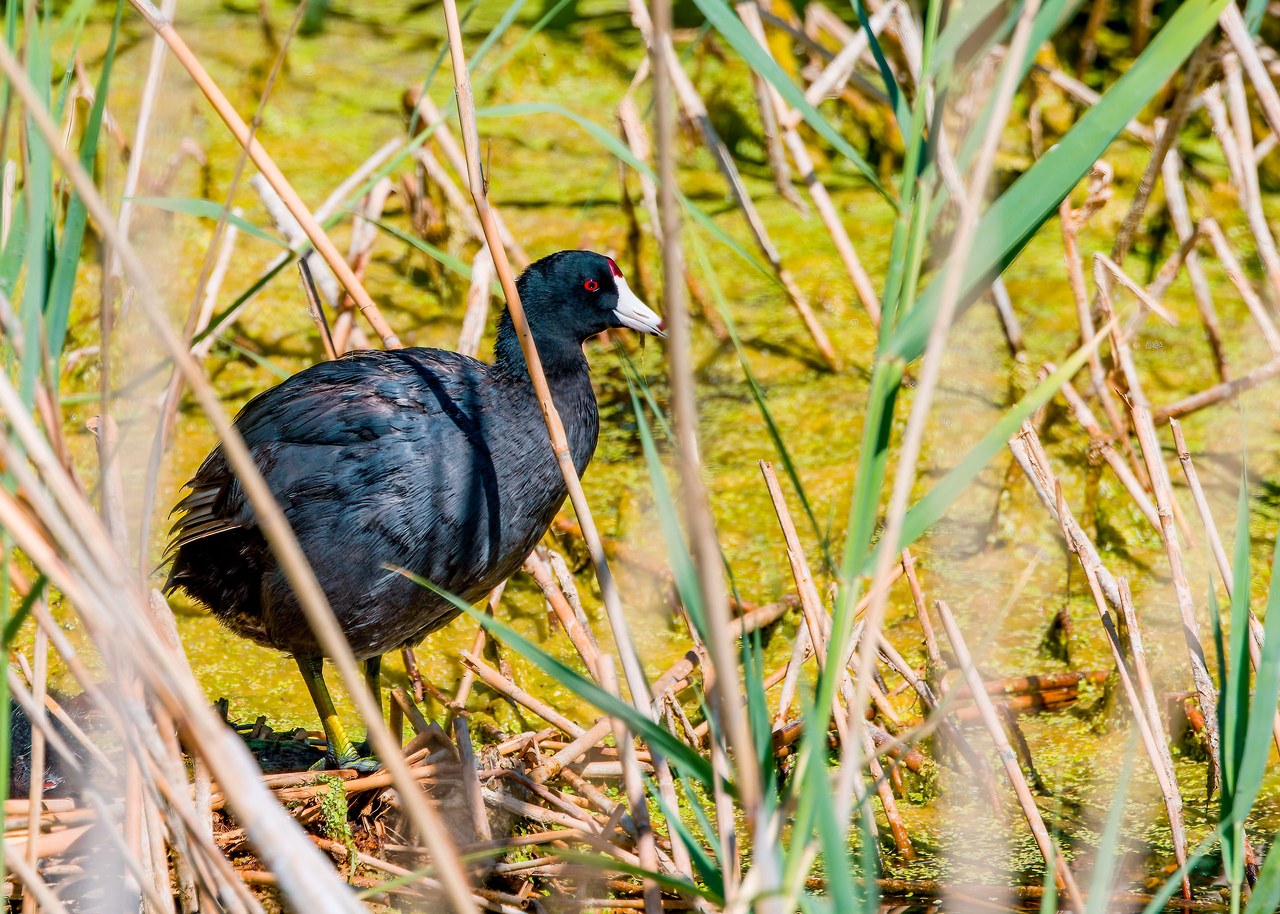 Adult American Coot keeping an eye on the kids