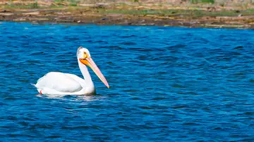 American White Pelican gliding — effortless