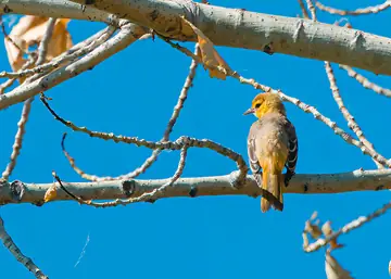 Juvenile Bullock’s Oriole — still figuring things out