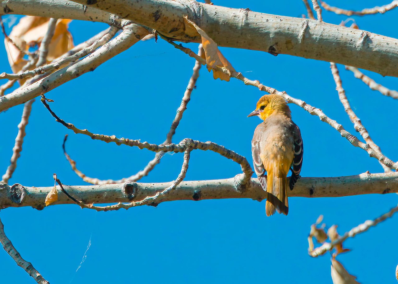 Juvenile Bullock’s Oriole — still figuring things out