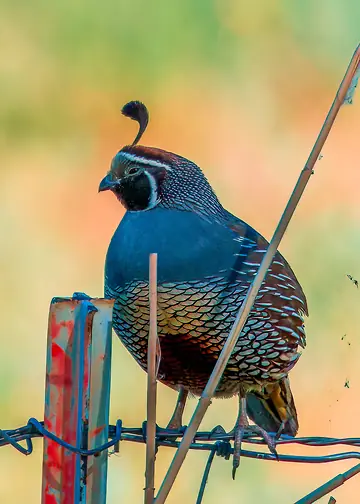 California Quail — a surprise guest