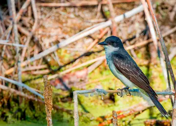 Eastern Kingbird — worth the wait
