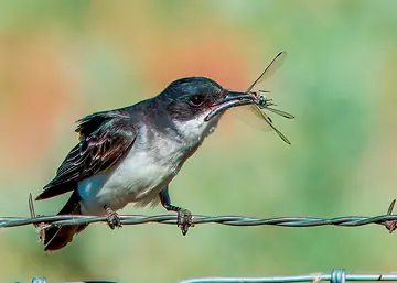 Eastern Kingbird with dragonfly — dinner secured