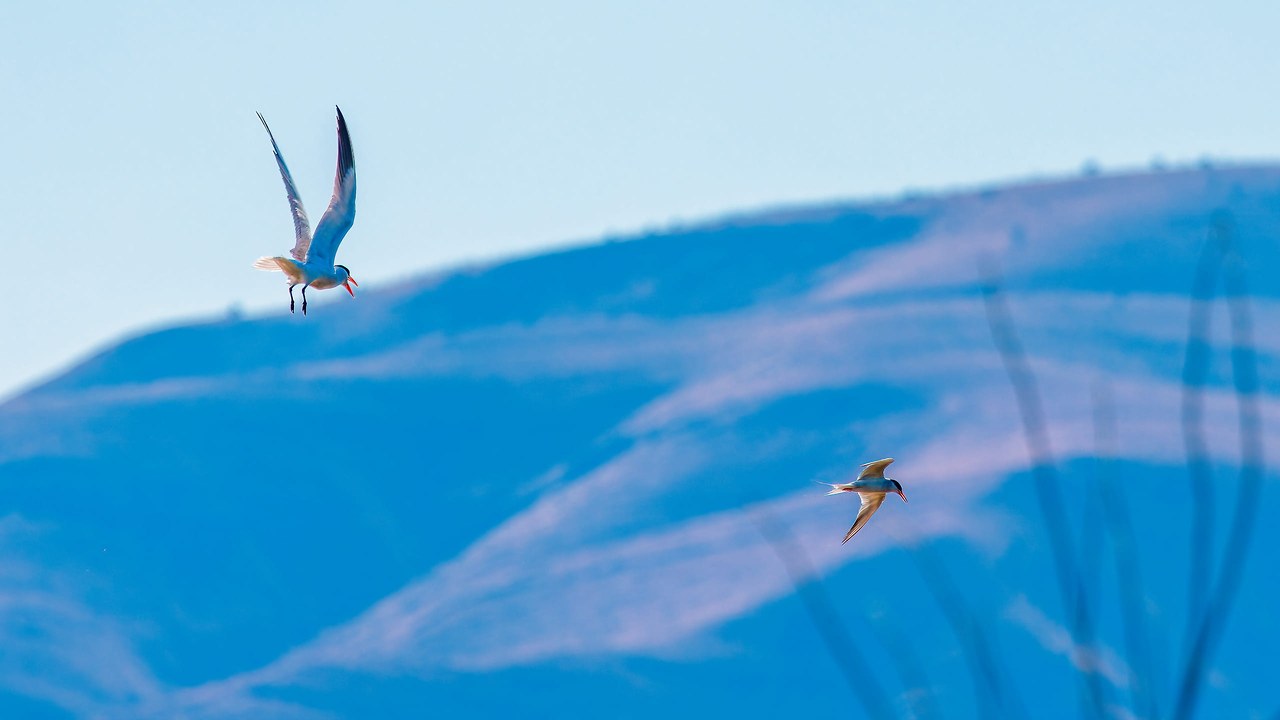 Forster’s and Caspian Terns — same plan, different sizes