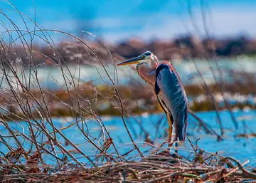 Great Blue Heron — patience perfected