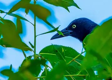 Great-tailed Grackle — impossible to ignore
