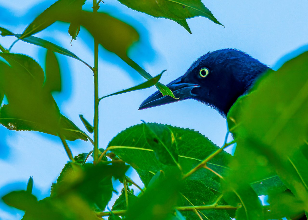Great-tailed Grackle — impossible to ignore