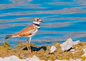 Killdeer — always on alert