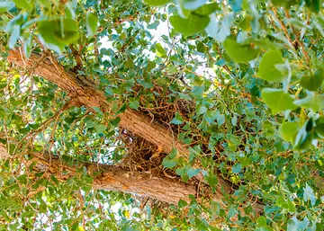 Stick nest high in a cottonwood — a hidden home