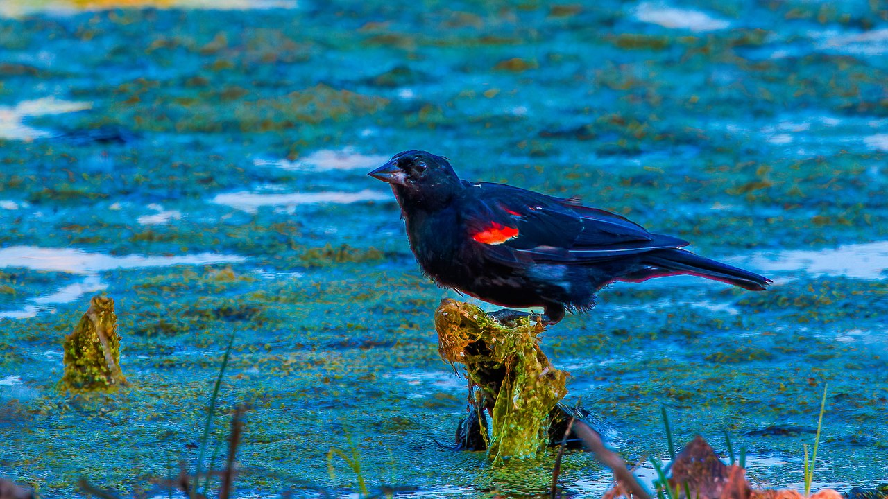 Male Red-winged Blackbird claiming the marsh
