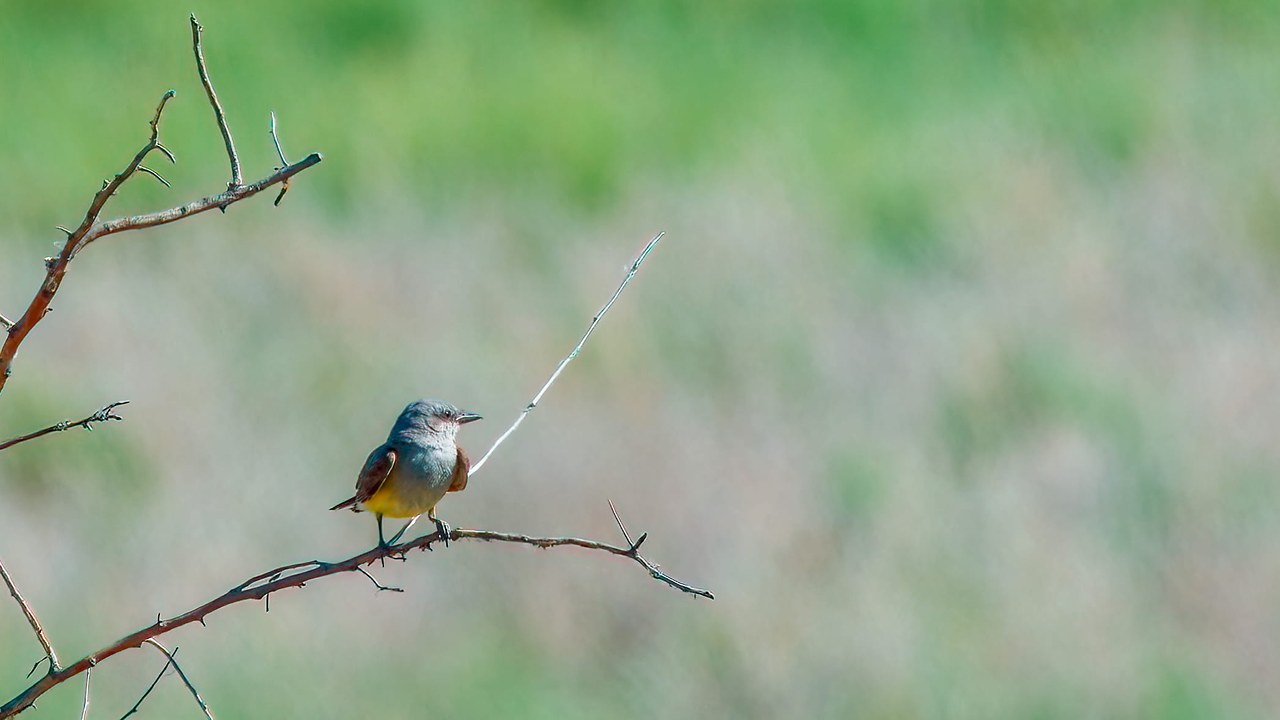 Western Kingbird watching the trail