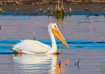 American White Pelican floating calmly on open water