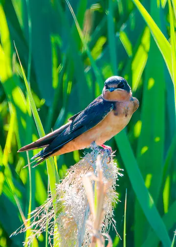 Barn Swallow perched briefly before taking off