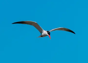 Caspian Tern flying low over the water