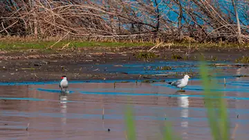Caspian Tern and Ring-billed Gull standing along the shoreline