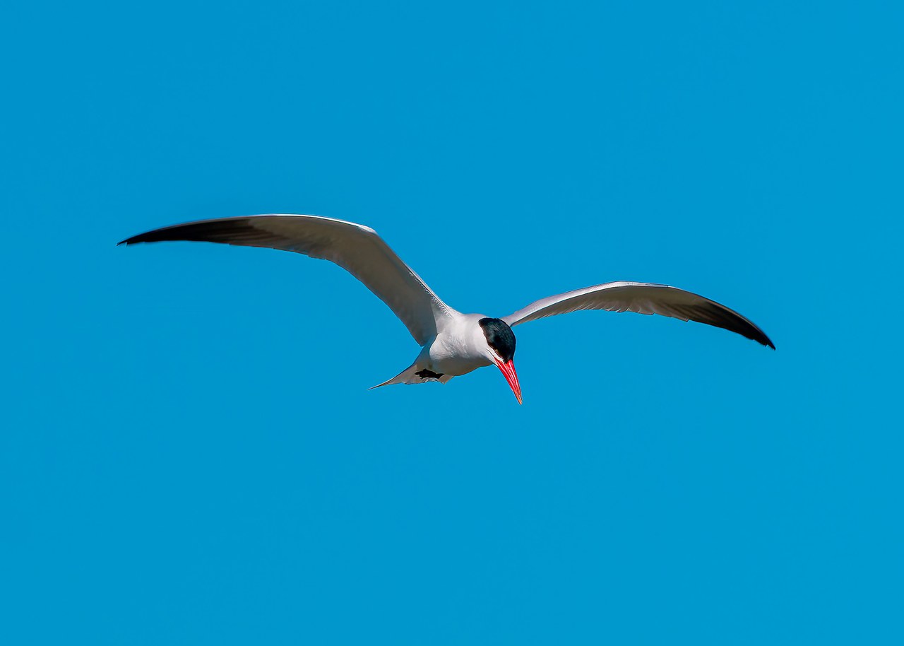 Caspian Tern flying low over the water