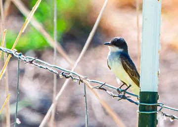 Eastern Kingbird perched on a wire at the end of the walk