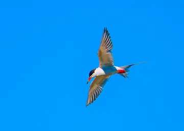 Forster’s Tern banking in flight over the lake