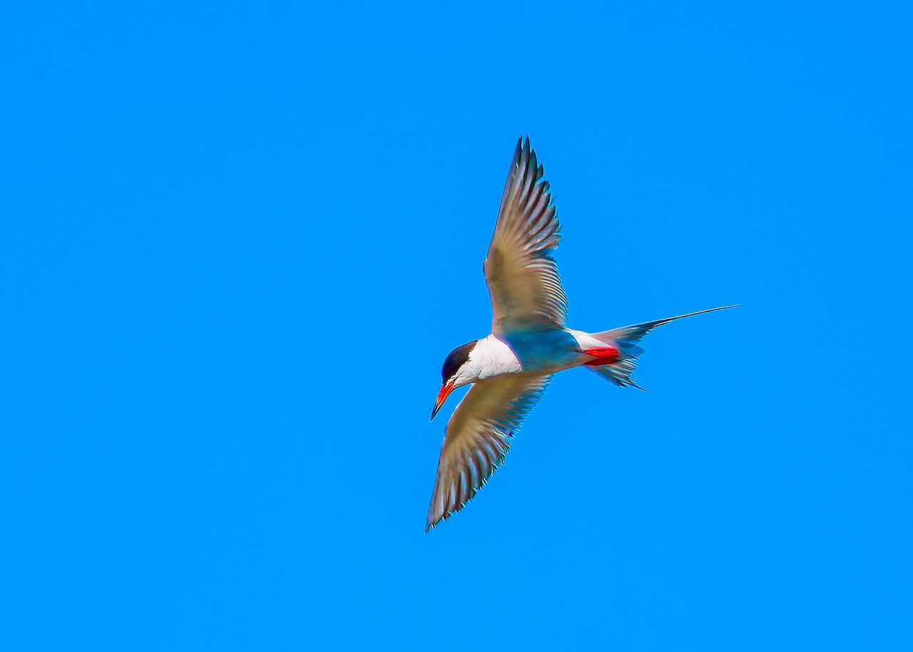 Forster’s Tern banking in flight over the lake