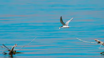 Forster’s Tern flying with a fish in its bill