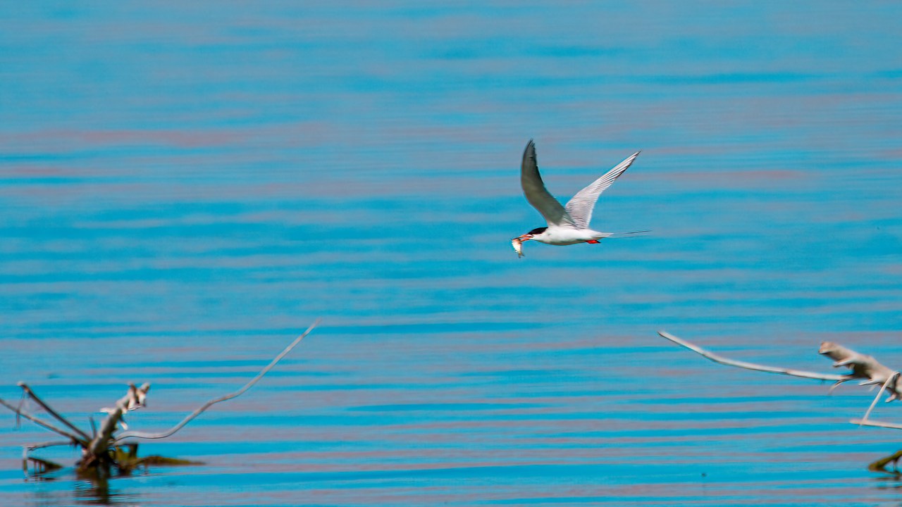 Forster’s Tern flying with a fish in its bill