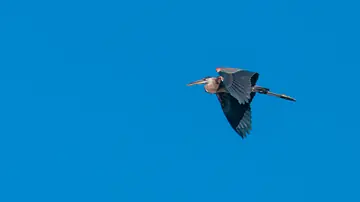 Great Blue Heron flying past the watchtower