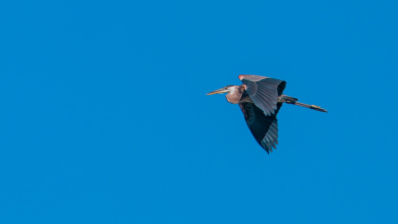 Great Blue Heron flying past the watchtower