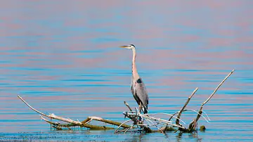 Great Blue Heron perched on a small island near the trail