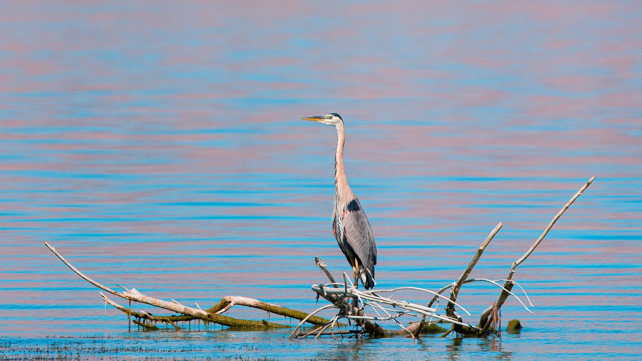 Great Blue Heron perched on a small island near the trail