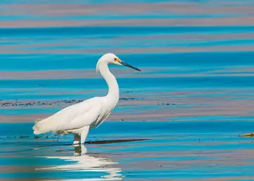 Snowy Egret walking and feeding along the shoreline